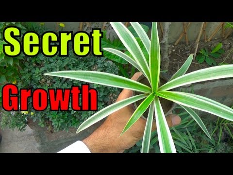 Video: Chlorophytum laxum: larawan at paglalarawan, pangangalaga sa bahay