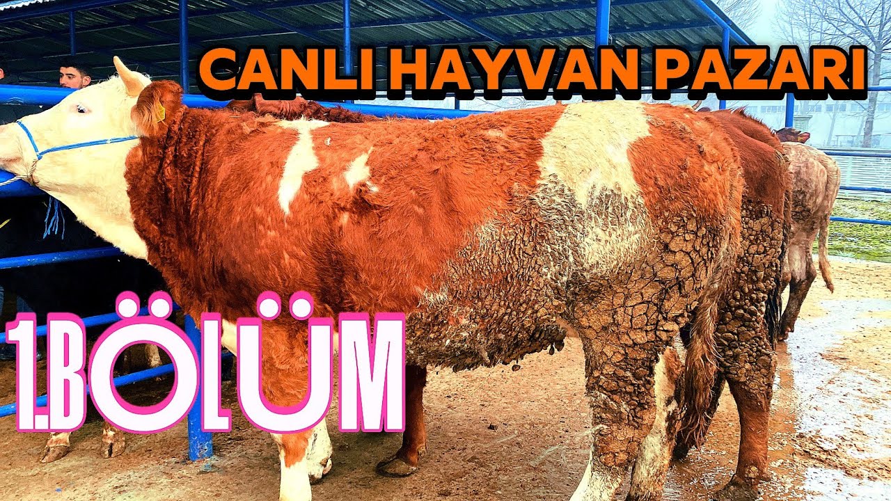 02.03.2026 PAZARTESİ BOLU CANLI HAYVAN PAZARI