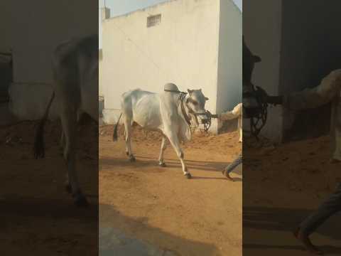 86888 66851 ఆరుపల్ల ఒంగోలు కోడె అమ్ముతారు