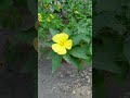 Hoa dại ven đường #phongthuy #tailoc #taichinh #kinhdoanh