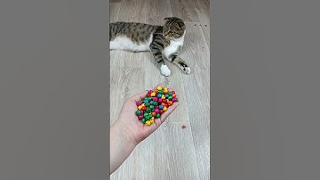 Cat Barsik Beads 📿 Domino Reverse Video #cat #catvideos #asatisfyingvideofamily #funny