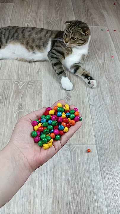 Cat Barsik Beads 📿 Domino Reverse Video #cat #catvideos #asatisfyingvideofamily #funny