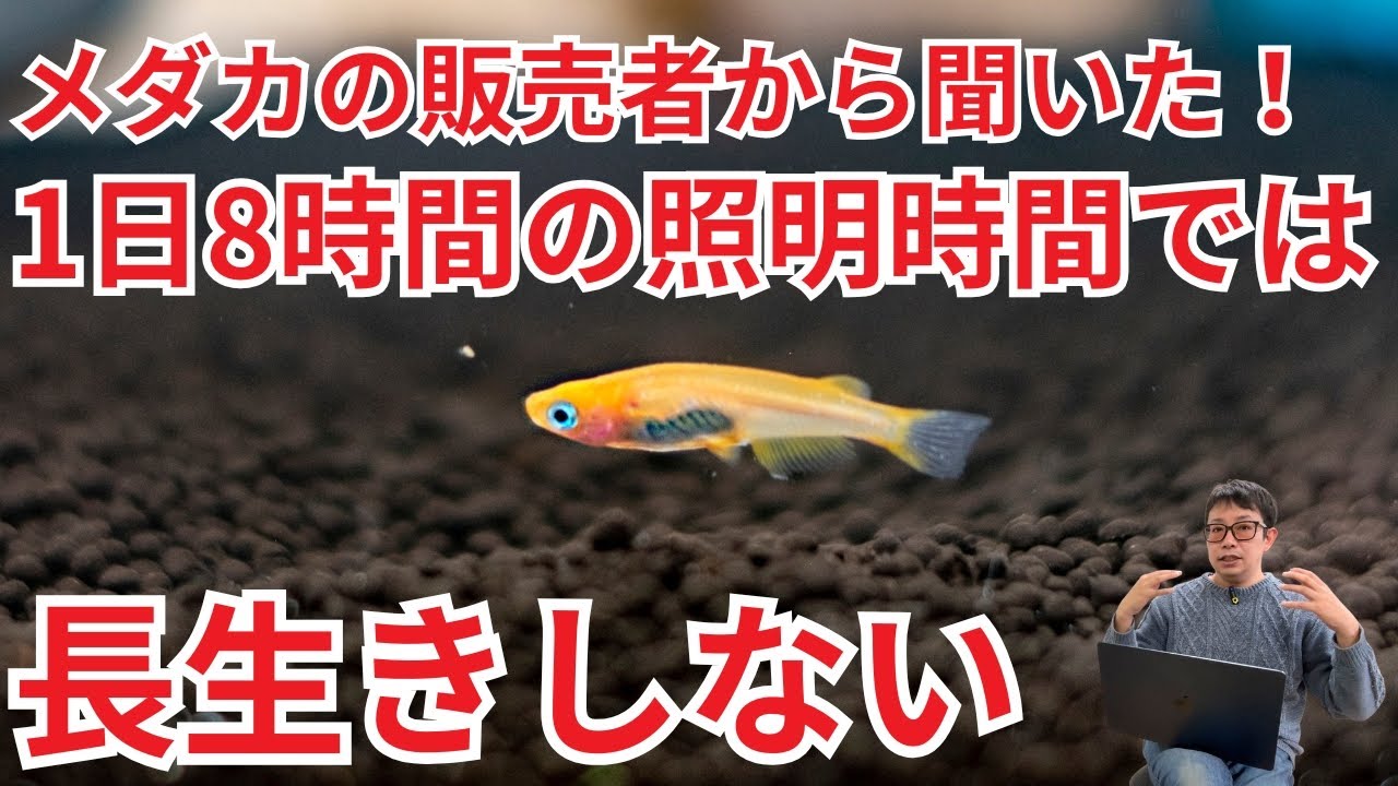 【家で飼っているメダカが痩せていく】専門家に聞いた「飼育の常識」を覆す、驚きの解決策