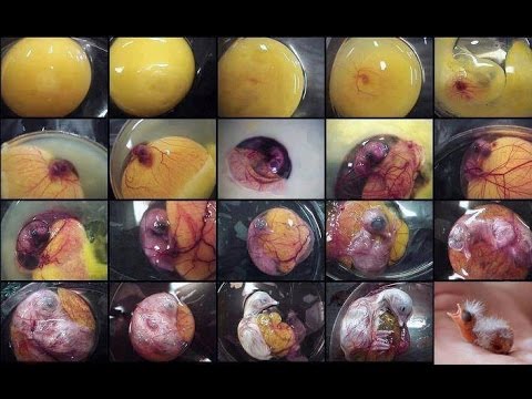         مراحل تطور جنين دجاج داخل البيض