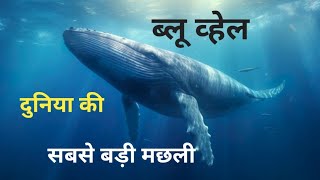 नीली व्हेल: दुनिया का सबसे बड़ा समुद्री जीव,blue whale ,?विशाल व्हेल