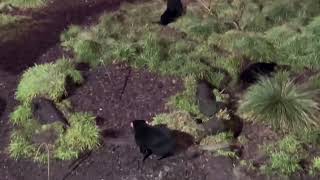 Tasmanian Devils At Devils at Cradle Mountain