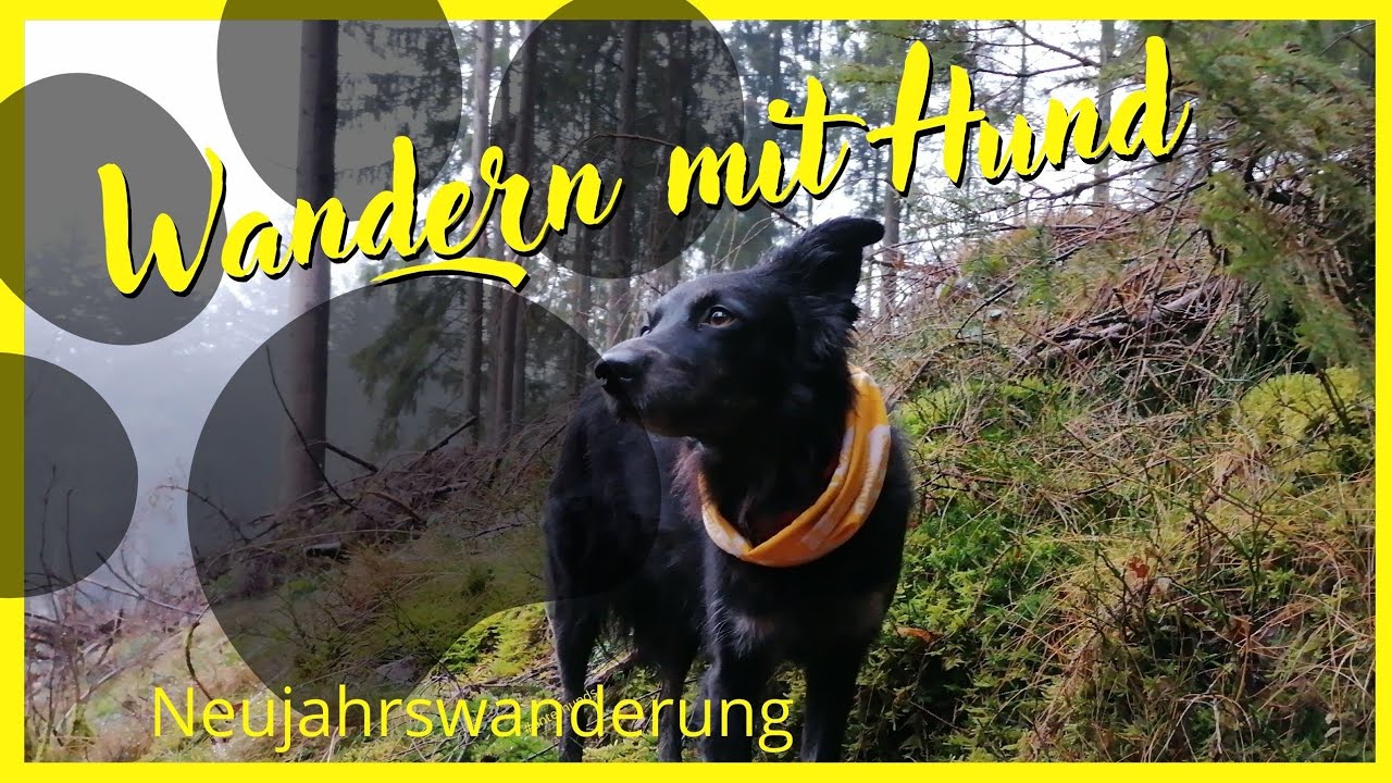 Wandern mit Hund - Hirn Gallenberg Tour