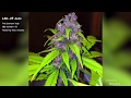 Lsd 25 autofast buds seedsgrow compilation