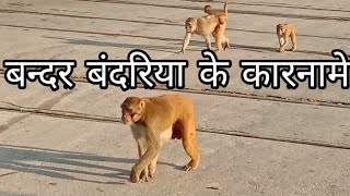 bandar bandariya ka khel bandar bandariya ka naach। bandar ki comedy dikhao बन्दर बंदरिया के कारनामे