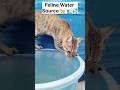 Cat Acrobatics Hydration 🐈 🌊💦/pets/animals/cat shorts #shorts #gym #funny