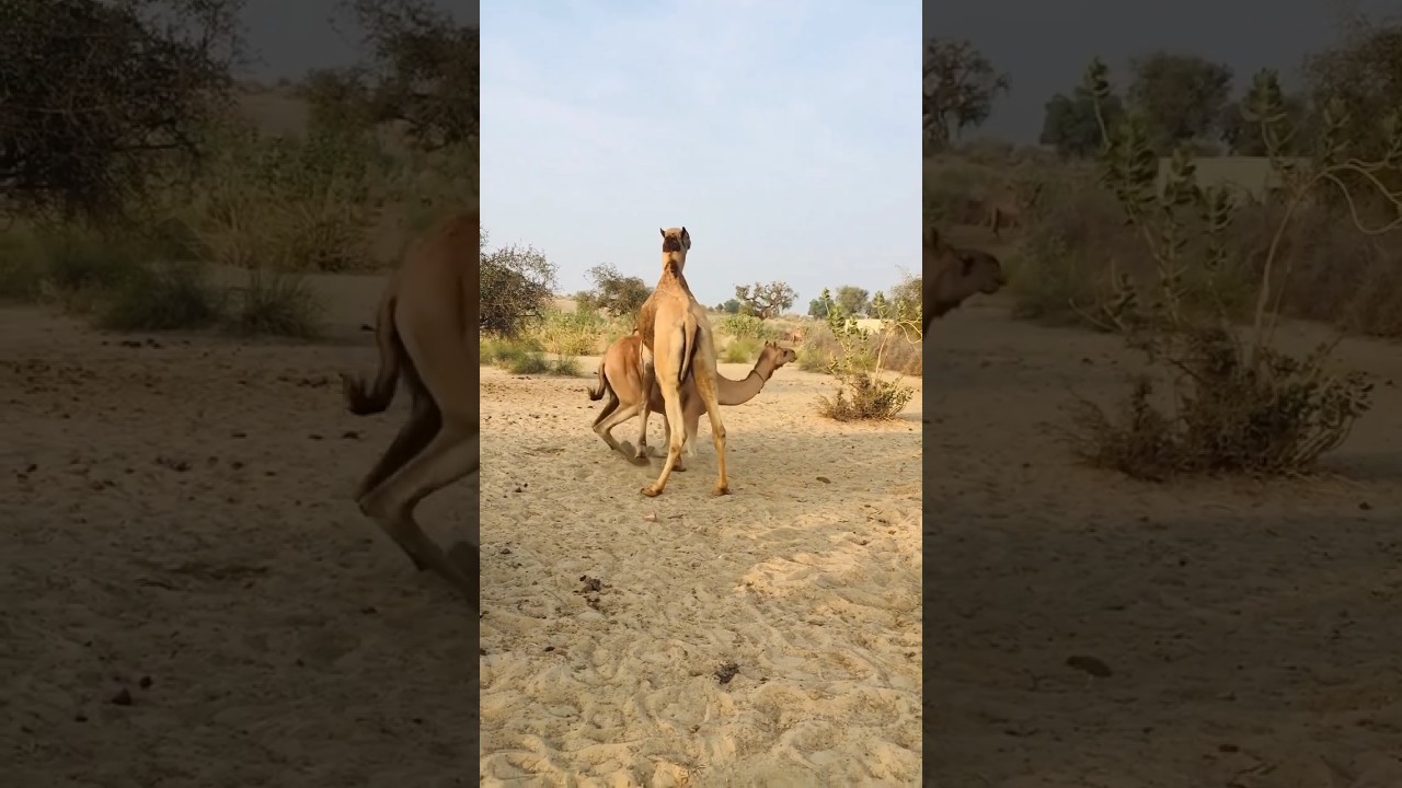 Camels romance 
