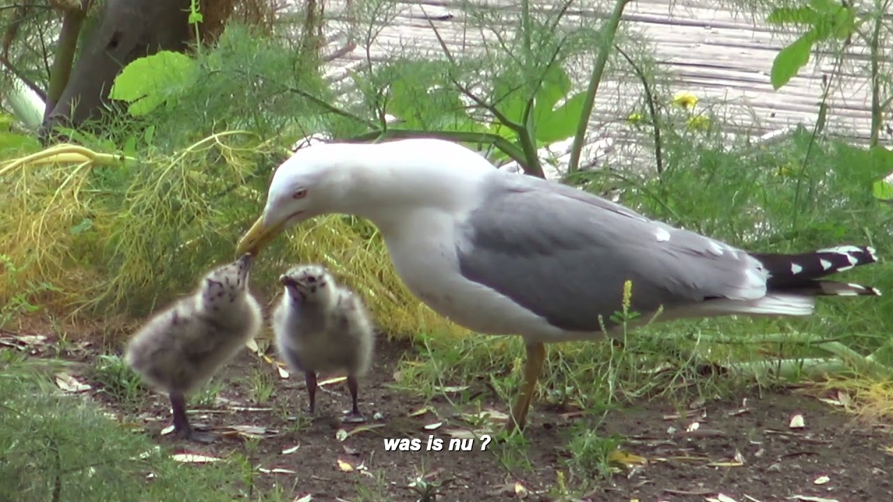 Möwen sind auch nur Menschen (Spaß)