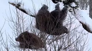 : Alaska Coastal Brown Bears Waking Up to Play in the Snow