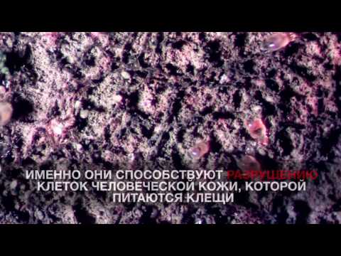 Пылевые клещи под микроскопом