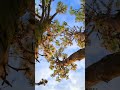@-earth.plants-animals Pyrus communis var.sativa flos,pear flowers,lulet e dardhës🍐🍃🌱