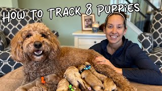 Day In The Life Of A Dog Breeder - 2 Day Old Puppies Get Collars Crate Training Puppies