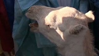 French Presidents Camel Eaten In Mali