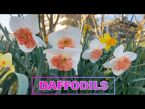 DIFFERENT TYPES OF DAFFODILS | SPRING 2021 | Beautiful Daffodils in Nouveau Bassin, Mulhouse