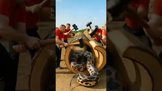 Rescue giant python in wood trunk #animals #funny #shorts #short Profile