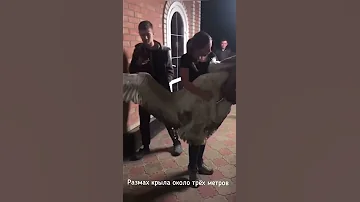 Найден пеликан в станице Новопокровской