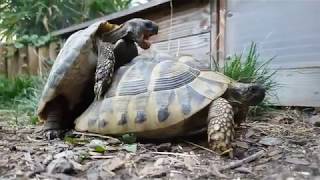 Turtle Sex Uhd 4K 