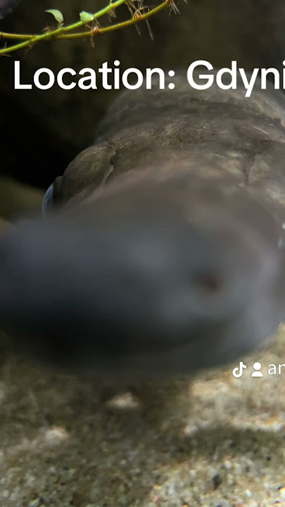 Mój TT: anfek3