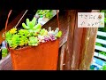 【森の多肉植物】リメイク缶 寄せ植えガーデニング～おしゃれなブリキカバン ～Succulent Garden