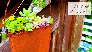 【森の多肉植物】リメイク缶 寄せ植えガーデニング～おしゃれなブリキカバン ～Succulent Garden