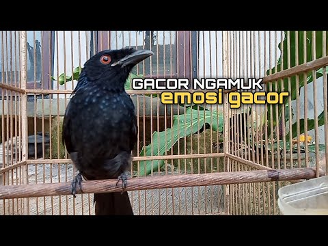 Pancingan Srigunting Kantil Gacor Ngamok bikin emosi