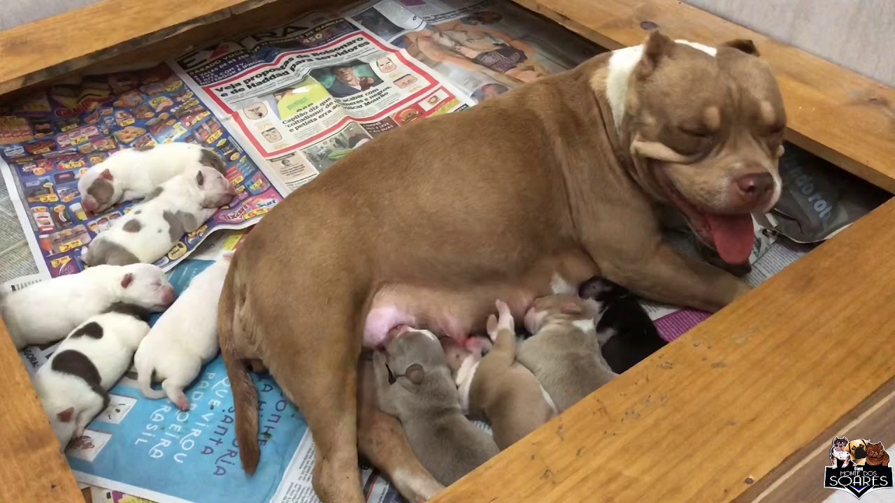 COMO CUIDAR DAS NINHADAS PARA NÃO PERDER FILHOTES