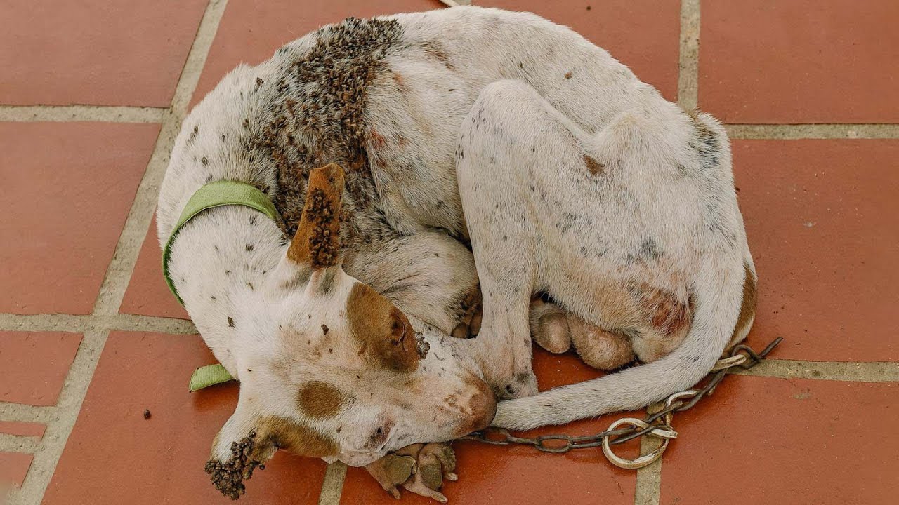 Covered full ticks, left chained and forgotten, he lay silently  waiting—until a stranger’s kindness!