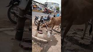 😭😭😭"You Won't Believe What Happens Next! 🤯" #shorts #maa #hanuman #bajrangbali #ram #chalisa
