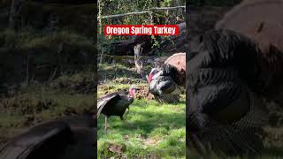 Oregon Spring Turkey Hunting