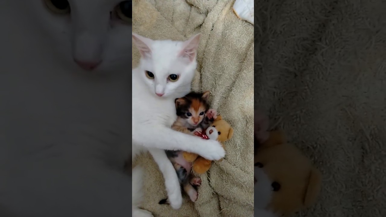 Bebegini Ve Bebeginin Oyuncagini Koruyan Anne Kedi Youtube Kedi Sevimli Hayvan Yavrulari Kediler Ve Yavrulari