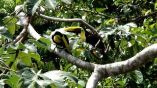 Chestnut-Mandibled Toucan (Ramphastos Swainsonii)