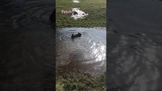 Scottish terrier loves to fetch sticks