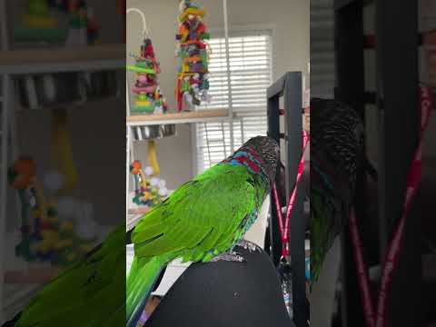 Video: Cape Parrot