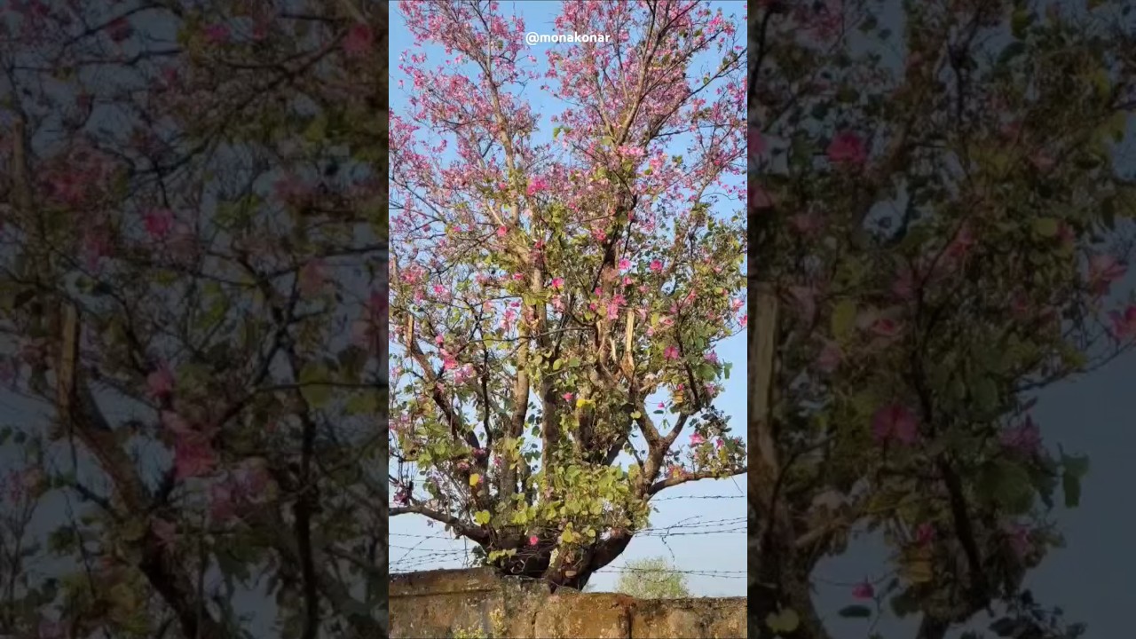 Can you guess the name of these flowers?🤔🌸