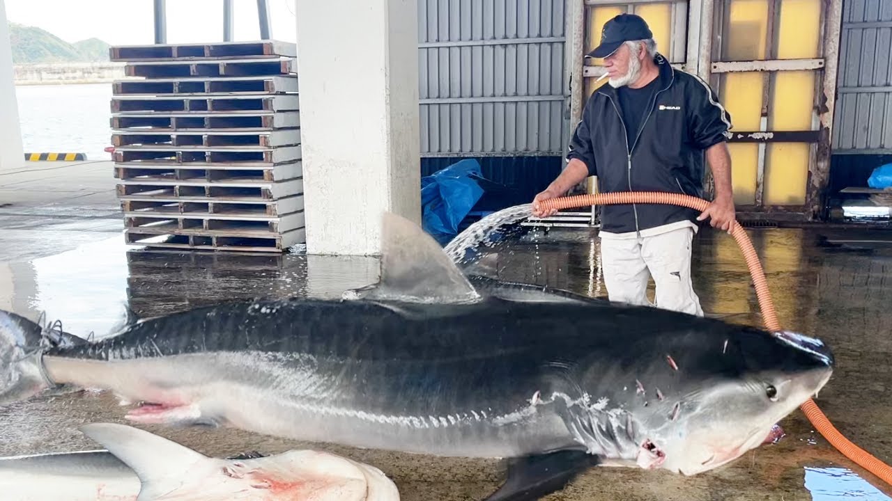 Kumejima] Accompanying a shark landing leads to a shocking outcome