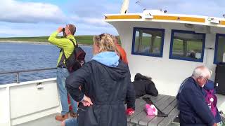 Gannets on Noss island   Shetland