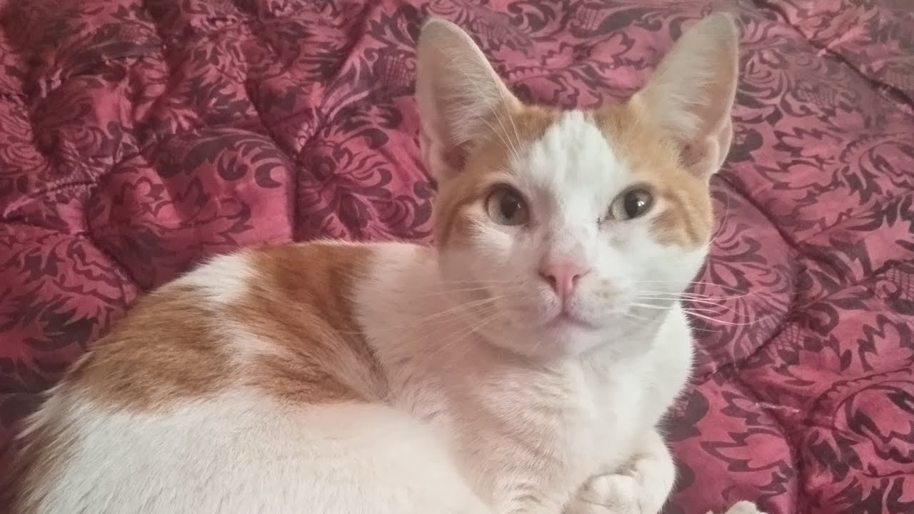 بث مباشر بحر سميره 🤲🤲🇲🇦