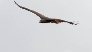 River of Raptors - 2019 WCFF Official Trailer