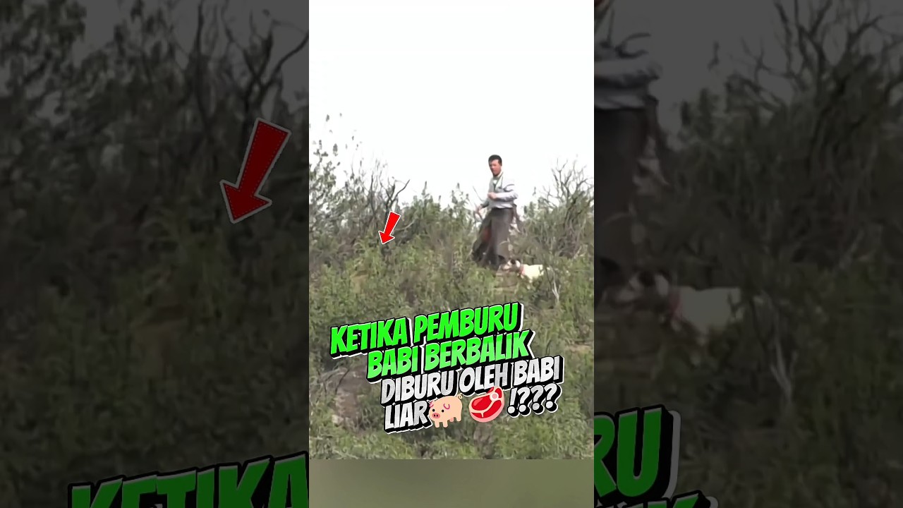 Tak Takut Dikepung! Babi Hutan Brutal Ini Bikin Pemburu Tercengang!? #short #dokumenter #satwaliar