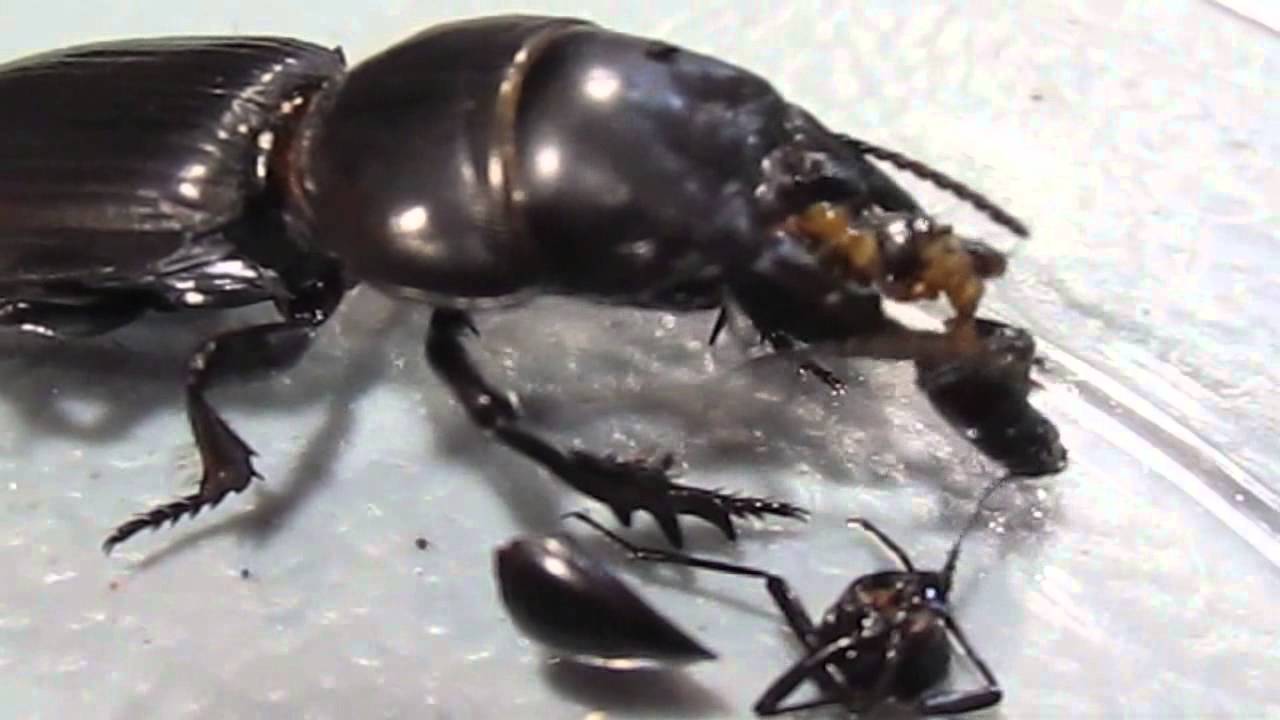 Scarites. sp Beetles from Zahara & surrounding Beaches