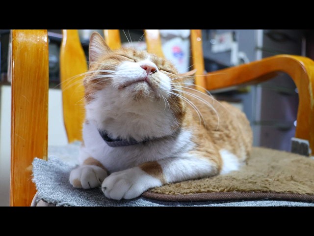 ぽんをなでなで 260709 - YouTube