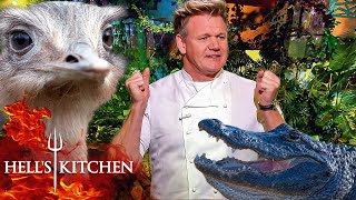 Cooking With Ostrich, Alligator and Elk  The Strangest Meats Used On Hell's Kitchen