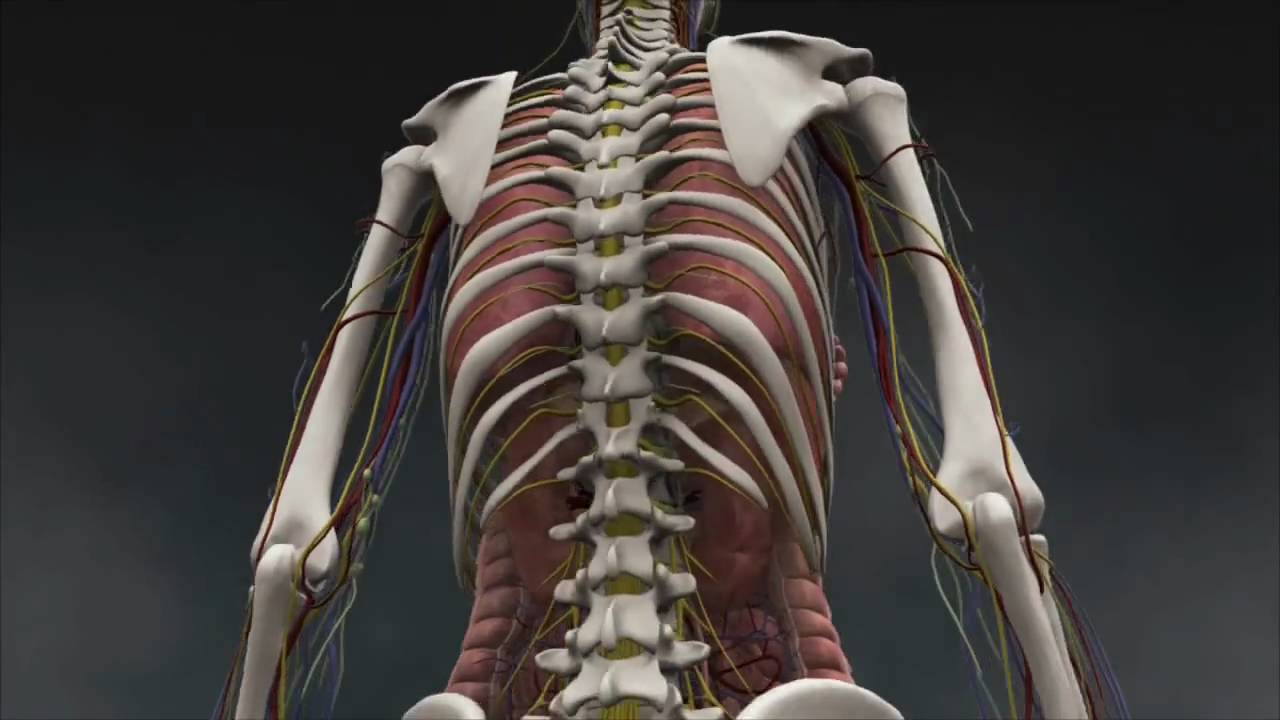 Human Anatomy Visualisation - YouTube