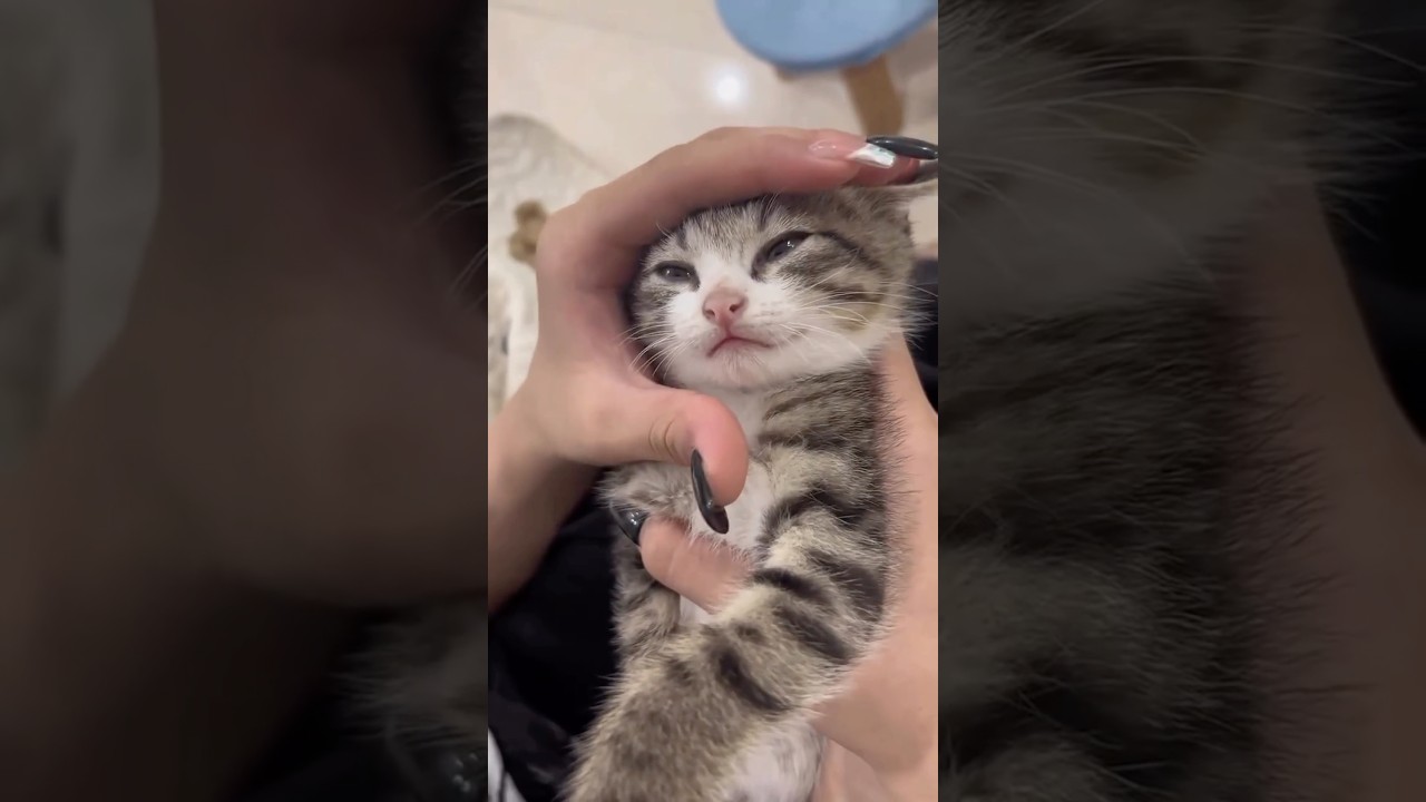 Cats Doing The Funniest Things Ever 🤣