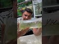 KARİDES ÇEŞİTLERİ AŞILAMA KARİDES DAİR HERŞEY
