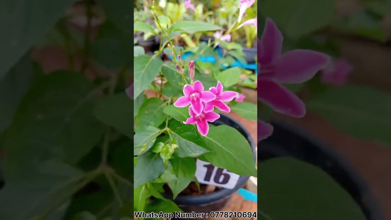 මගේ නවවැනි  Plant Sale එක 🪴  එන්න  ඇවිත් බලන්න 😁  WhatsApp Number  : 0778210694 ♥️